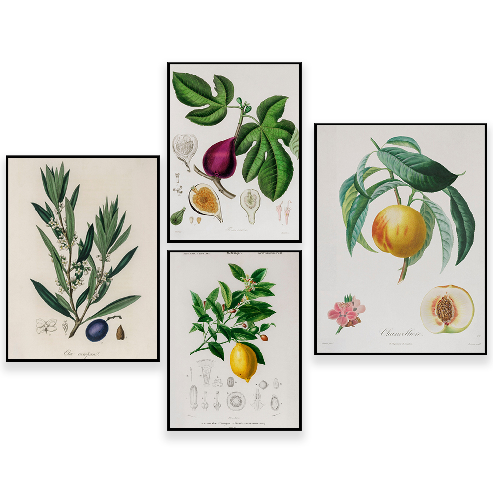 Plant Jackfruit - Medical Botany Vintage Illustration - Fruit