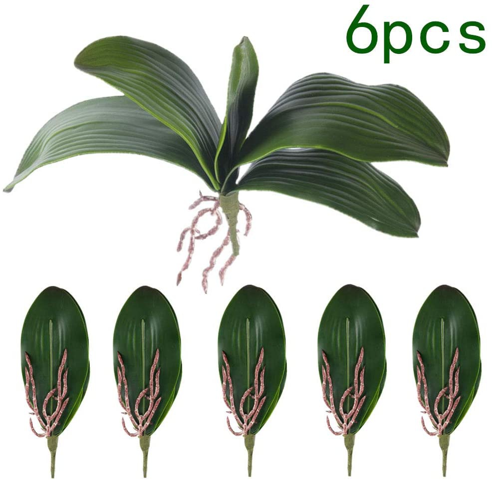Phalaenopsis Orchids Leaves Ar - Orchid Phalaenopsis 评论和价格