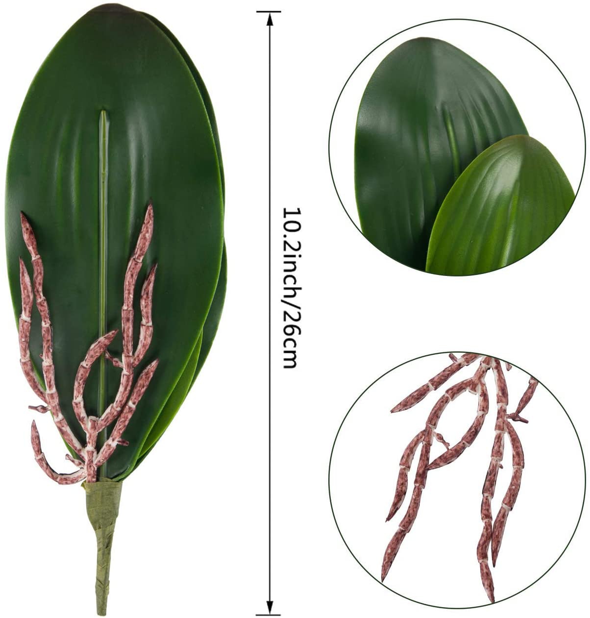 Phalaenopsis Orchids Leaves Ar - Orchid Phalaenopsis 评论和价格