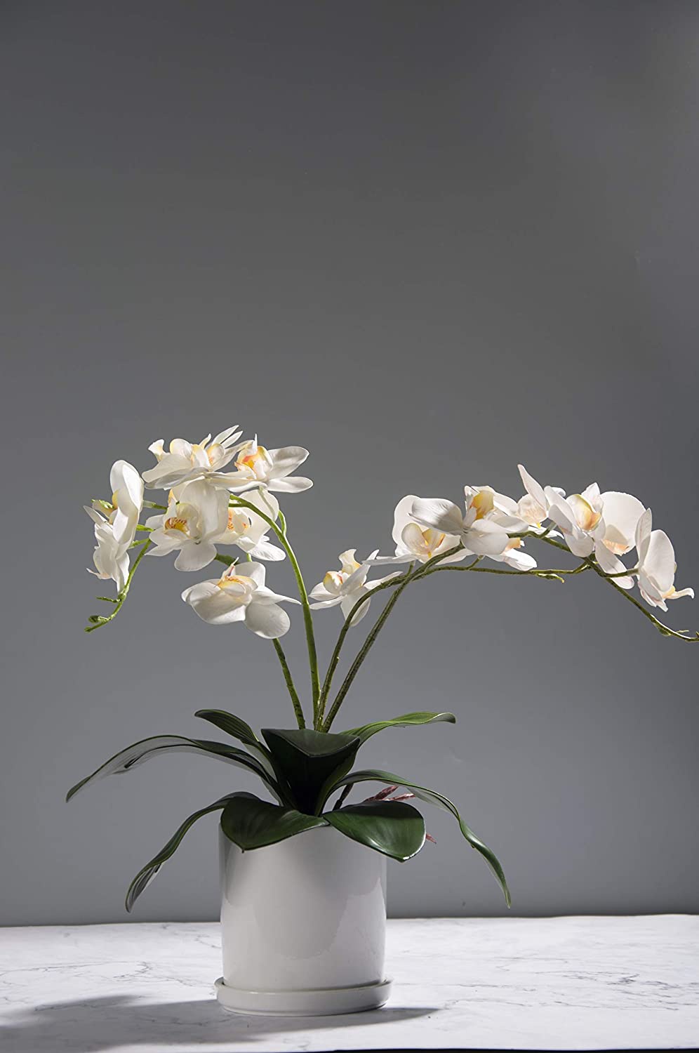 Phalaenopsis Orchids Leaves Ar - Orchid Phalaenopsis 评论和价格