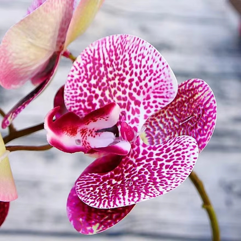 3D Artificial Flowers Plastic  - Orchid Phalaenopsis 评论和价格