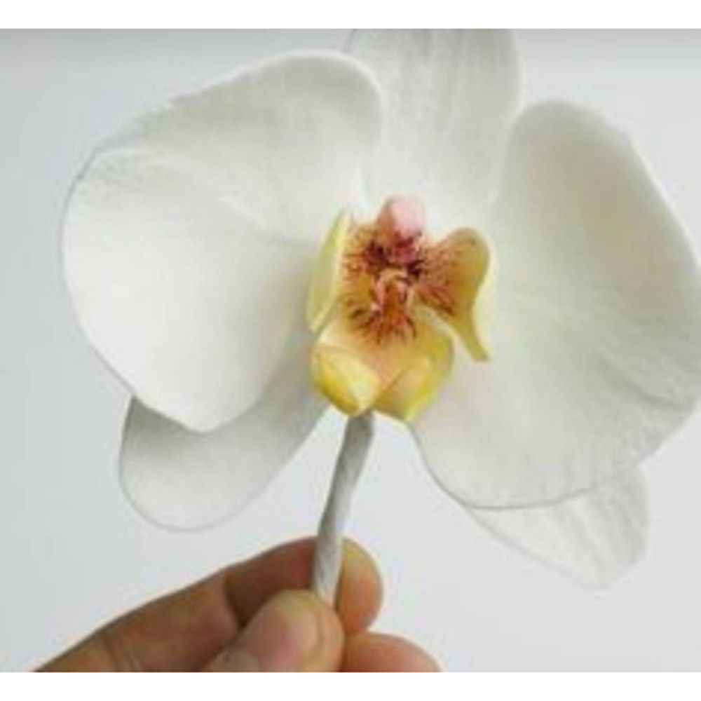 Orchid Flower Metal Cut Dies S - Orchid Phalaenopsis 评论和价格
