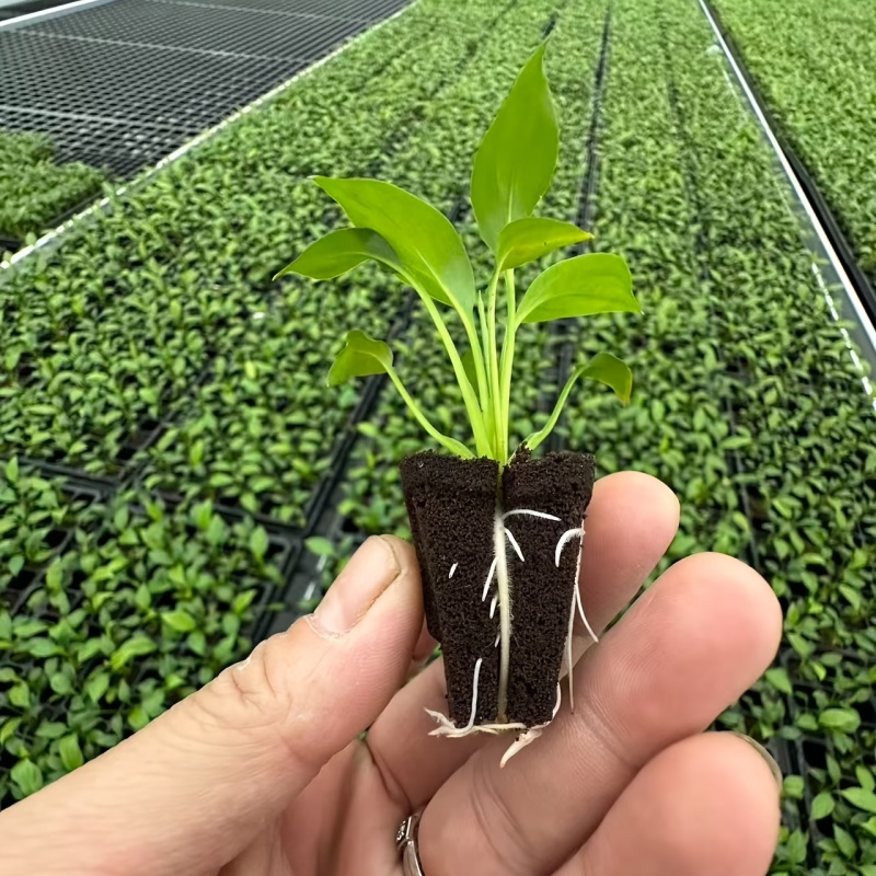 Hydroponic Rapid Grow Rooting  - Orchid Phalaenopsis 评论和价格