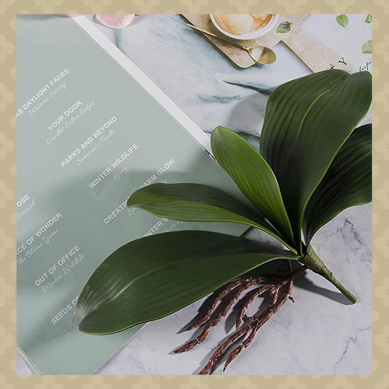 AB45 Phalaenopsis Orchids Leav - Orchid Phalaenopsis 评论和价格